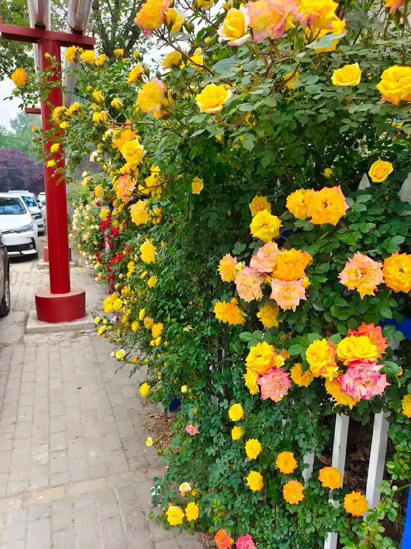 篱笆小花园#最美月季花 #花墙 #新医一附院 - 抖音