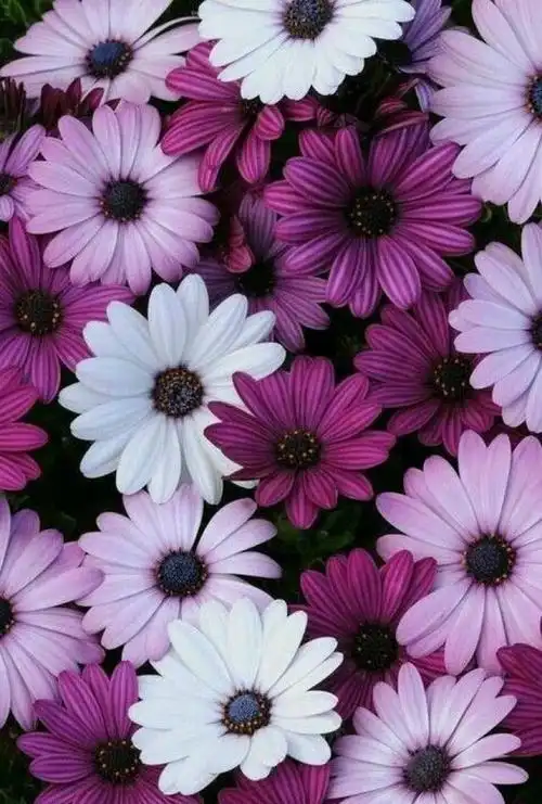 小清新手机壁纸唯美待机画面锁屏背景图,喜欢请关注小编!