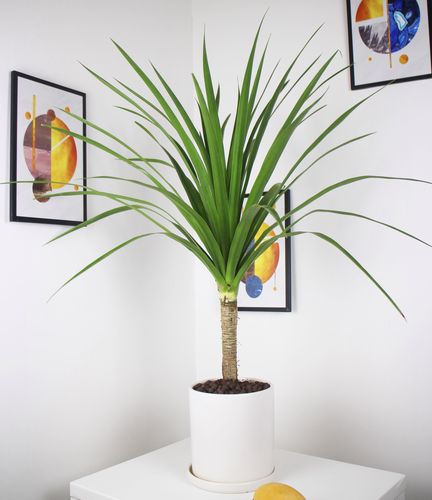 龙血办公净化空气绿植盆栽大型室内办公室树龙铁树绿植