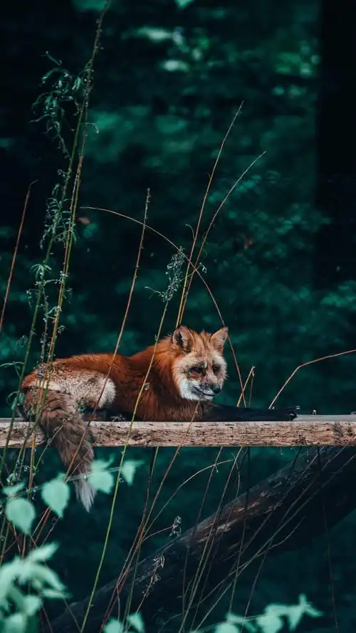 4k超清手机壁纸:那狐狸眯着眼睛,宛如一个风情万种的少女