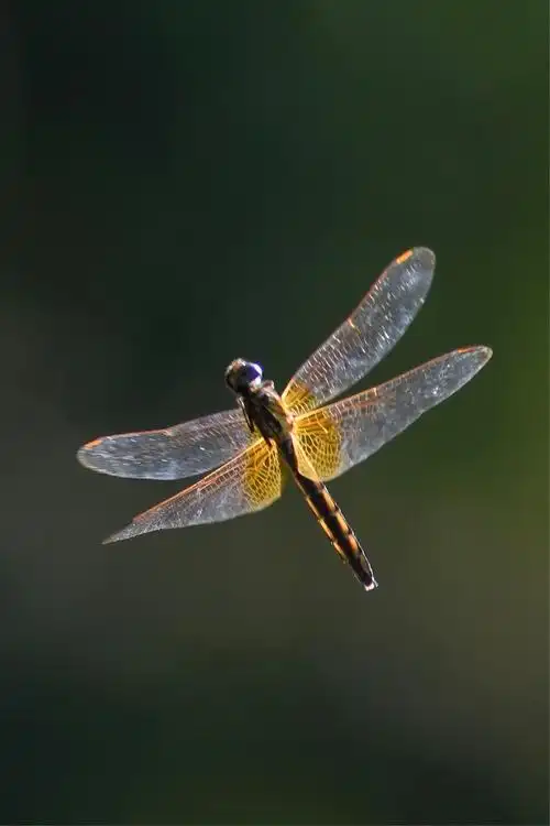 09,阳光明媚,秋高气爽,一个安静的周日,拿起相机,面对飞行的蜻蜓,记录