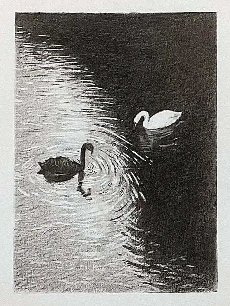 素描 | 黑白天鹅94.#素描 #一起学画画 #零基础教学  - 抖音