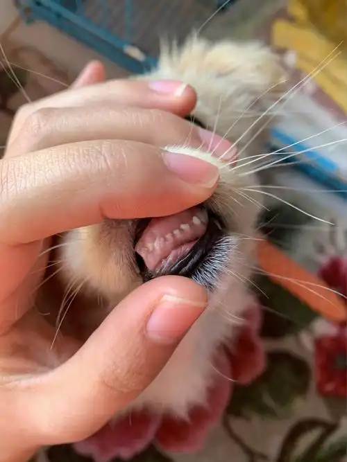 快三个月的狗狗牙齿是地包天吗