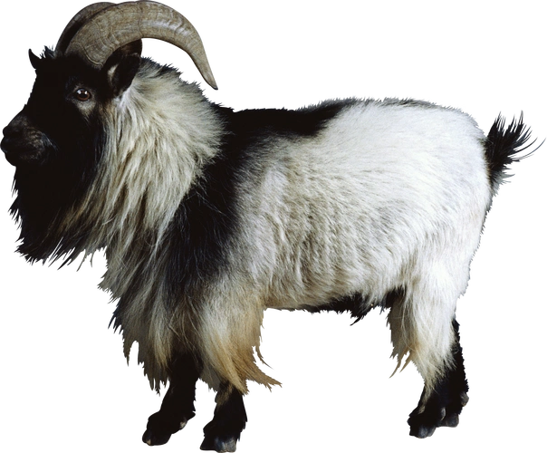 山羊png-13145