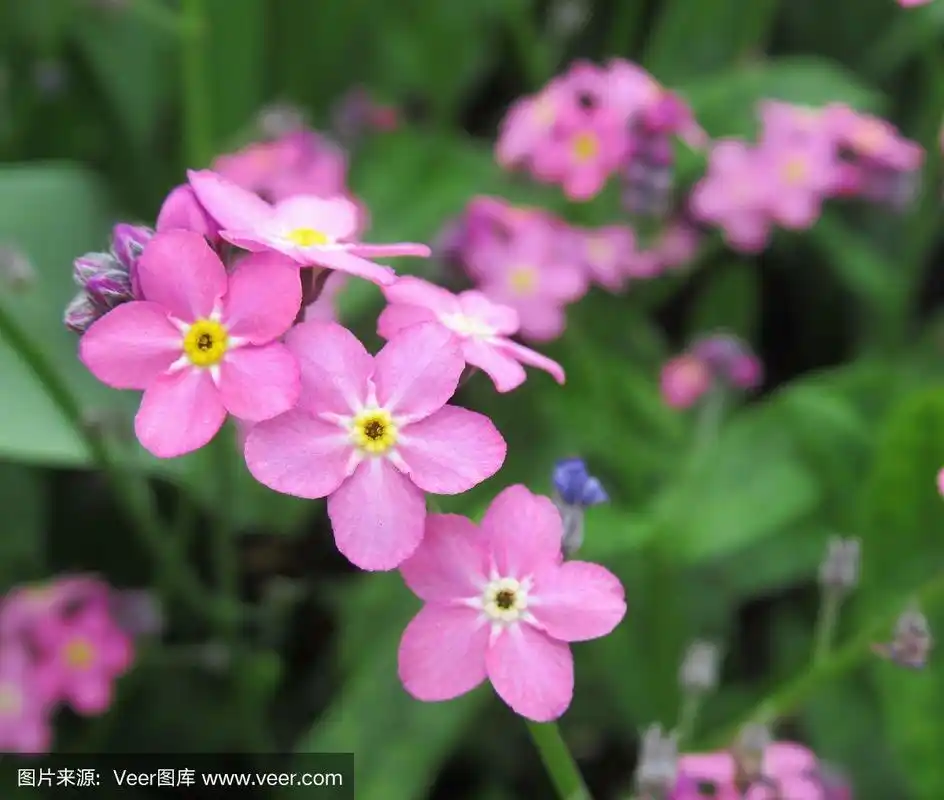 美丽迷人的粉色勿忘我花盛开在温哥华公园花园2019年春天