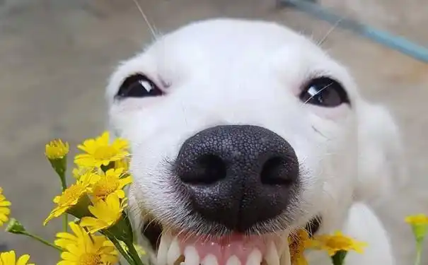 幽默逗比的俏皮句子短句,逗比俏皮句子100句?-语录网