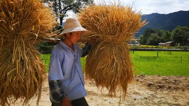 以前在农村能挑起这一担稻把子的庄稼人,才能娶上媳妇