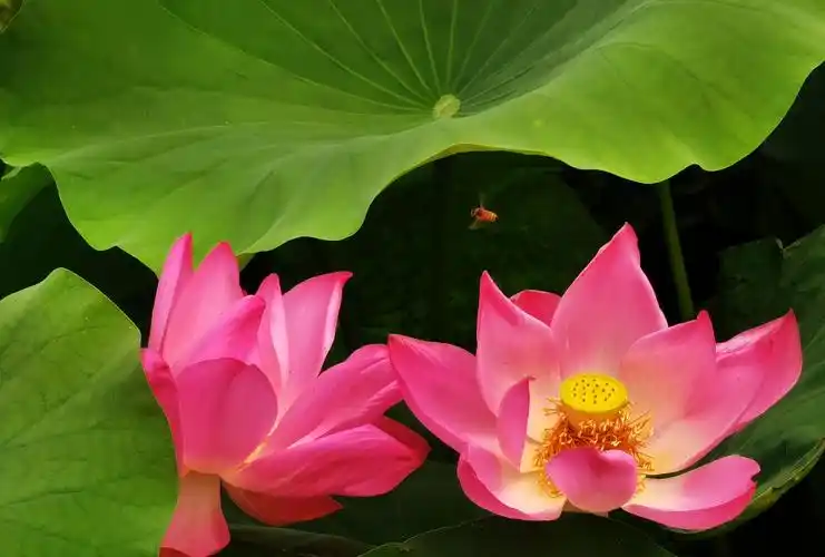 华为p40 pro拍荷:徕卡加持,你们觉得效果如何