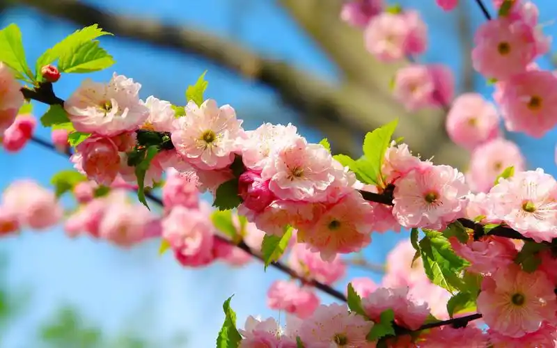 小清新浅色系高清桌面壁纸