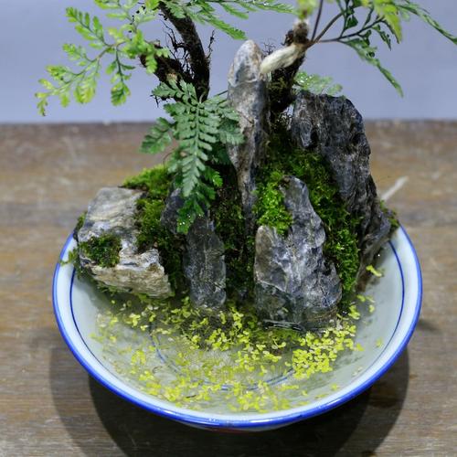 狼尾蕨盆栽水培植物吸水石山水小假山盆景室内桌面苔藓微景观绿植