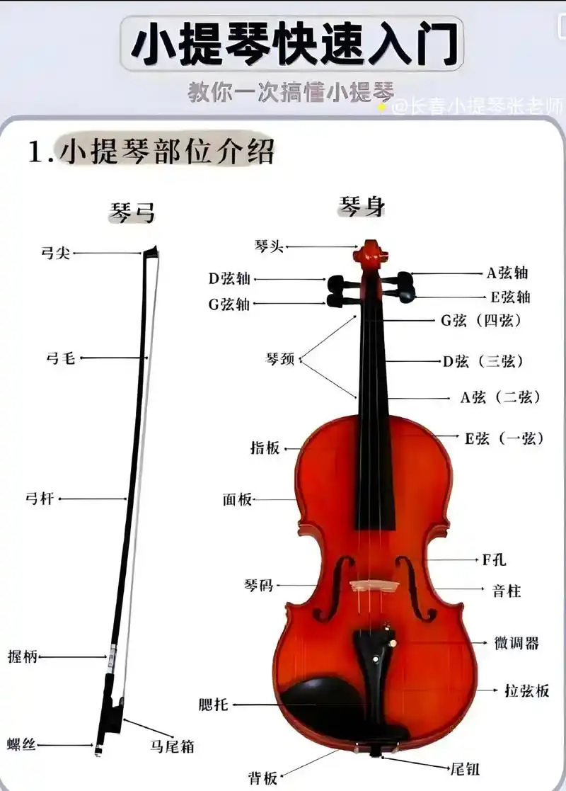 小提琴部位介绍.一张图教会你认识小提琴#长春小提琴老师推荐