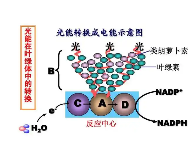 电能示意图 光 b 光 光 类胡萝卜素 叶绿素 nadp  eh2 o c a 反应中心