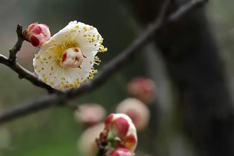 台阁梅,即一朵梅花中再生出一朵梅花,形成台阁状,其花态优美奇特,堪称
