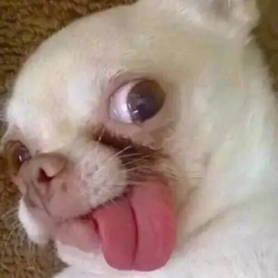 搞怪/动物_微信头像_我要个性网