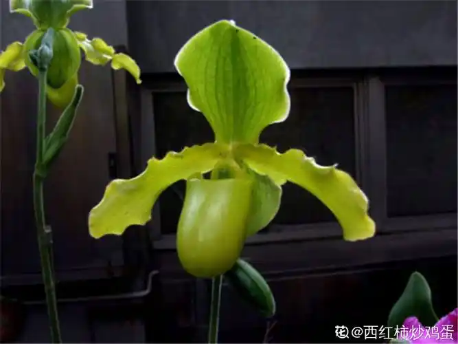 报春兜兰来报春