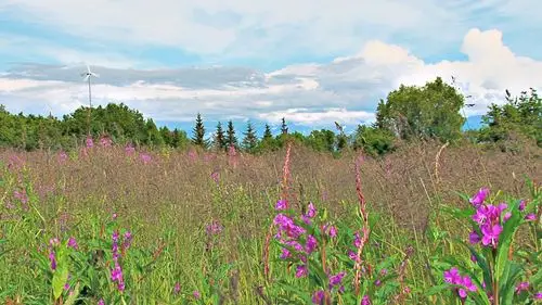 大自然景色花草树木生长薰衣草田野风光