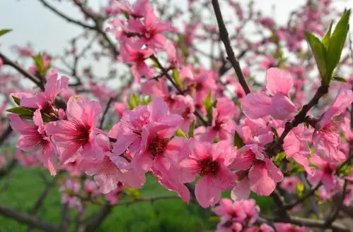 新手拍桃花 直出片 没有后期