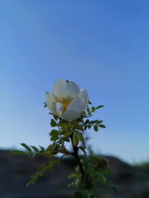 【华为mate20】一朵花