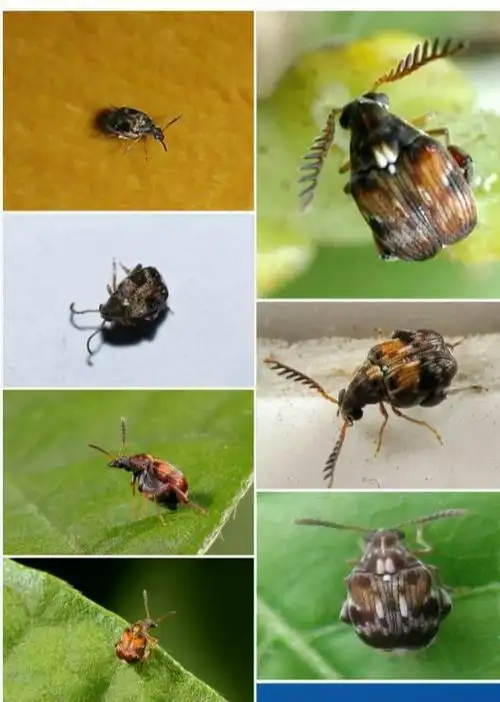 此物是豆象,你家里面一定是有红豆或绿豆生虫了