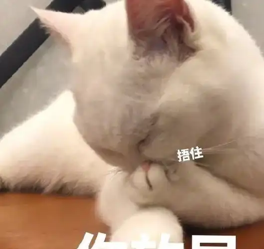 表情包:超可爱的萌宠猫咪动态静态表情包_时候_种类