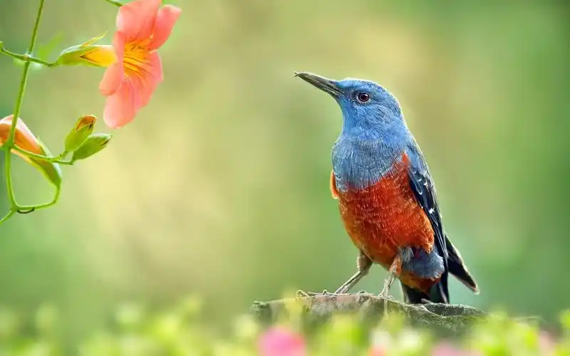 花园鸟和红色的花朵壁纸