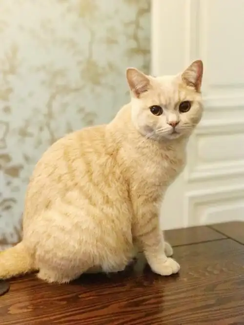 乳色虎斑英短求鉴别加点长大的图