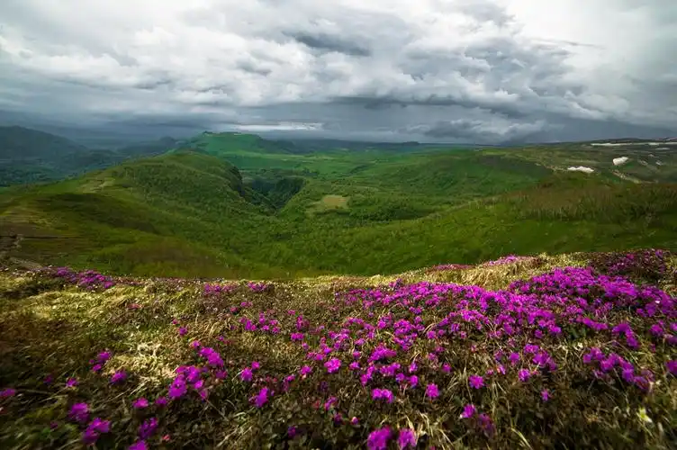 南坡长白山高山花园 (5)