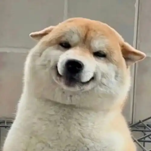 没有最萌,只有更萌的沙雕表情包!