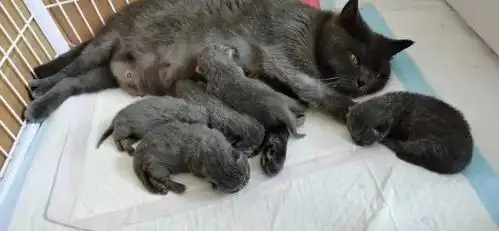 刚出生的小蓝猫