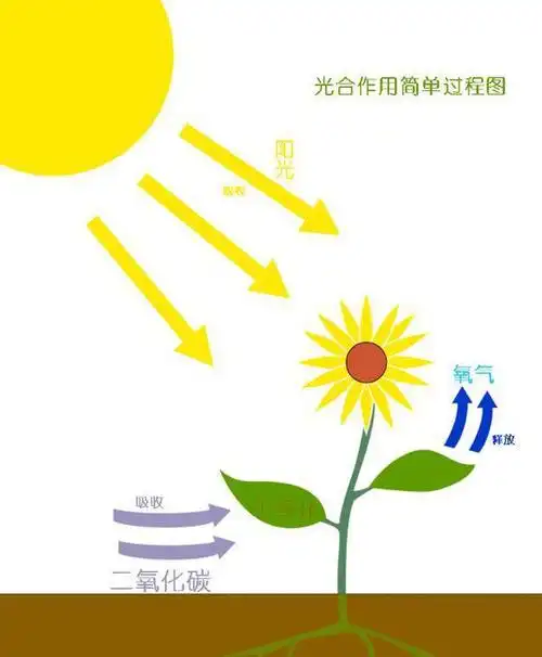 光合作用分步阶段反应方程式