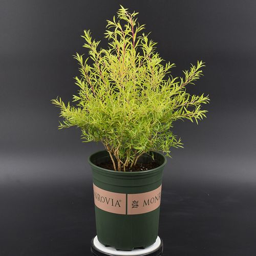 千层金树苗 大爱款 清香木 黄金香柳 木本植物 化妆品提取原材料