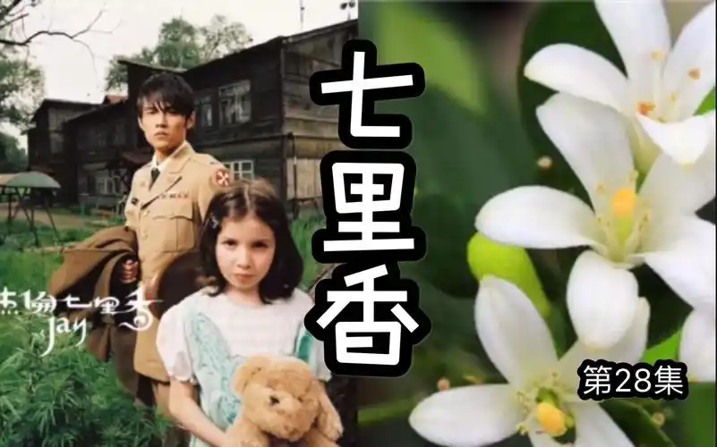 七里香周杰伦有一首歌以它为名香飘七里可以驱蚊