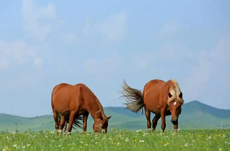 其它 我和草原有个约会 写美篇  七月的坝上,蓝天白云,广阔的大草原上