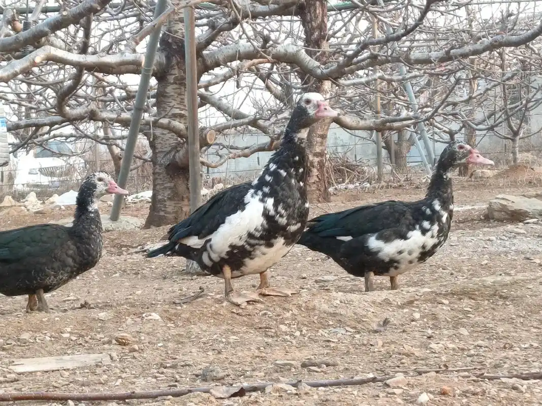 加拿大雁#大雁 - 抖音