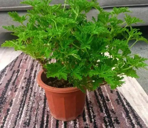 5种可以防蚊驱虫的绿植,天然的"蚊虫克星",不花钱,用着安全|蚊虫|夜来