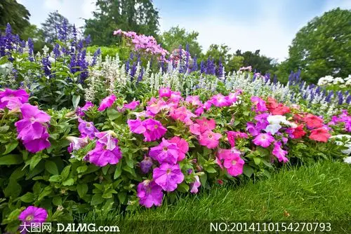 花园里怒放的鲜花植物摄影高清图片