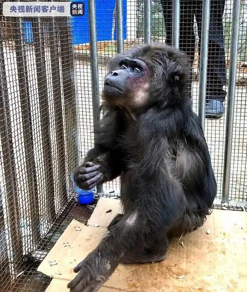 云南一短尾猴宅不住上街溜达被强制隔离