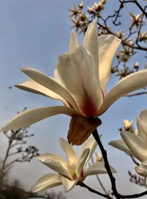 优美高雅的玉兰花 - 美篇