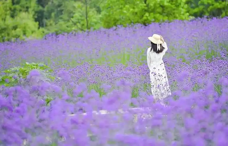 成都往南1h,邂逅漫山紫色花海不收门票,打卡普罗旺斯同款美景