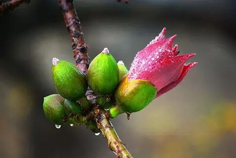 唯美木棉花苞摄影图片