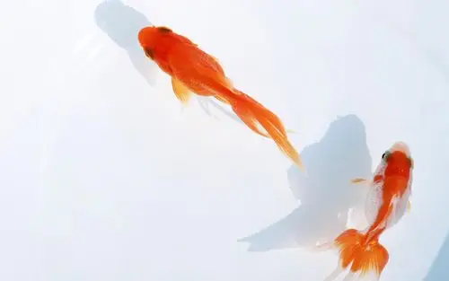 各种各样的小金鱼图片高清电脑壁纸