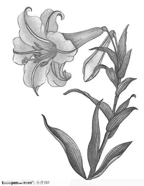 素描百合花图片成品