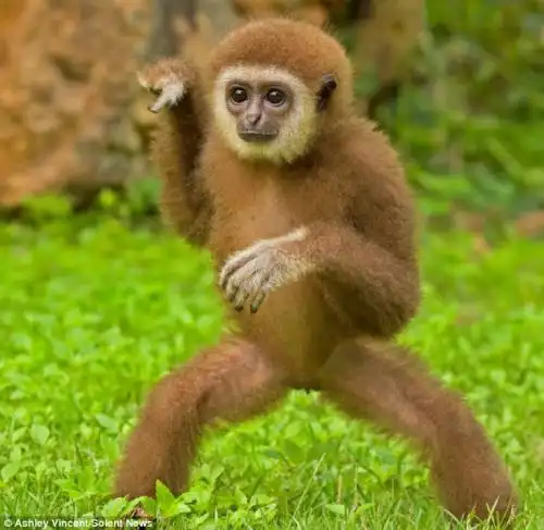 猿宝宝跳"甩臂舞"卖萌 动作滑稽逗人笑(组图)