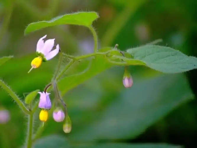 白毛藤(植物)白毛藤,别名蜀羊泉,谷菜,天灯笼,排风,胡毛藤,拉丁文名