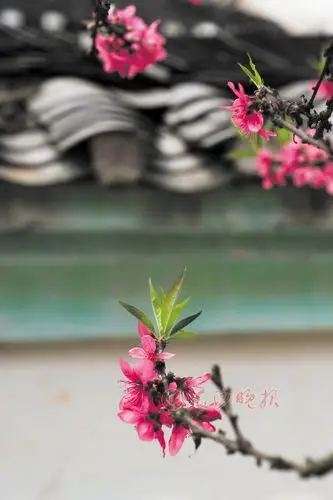 岳麓书院  庭院中,几枝桃花在青瓦灰墙的映衬下分外靓丽.