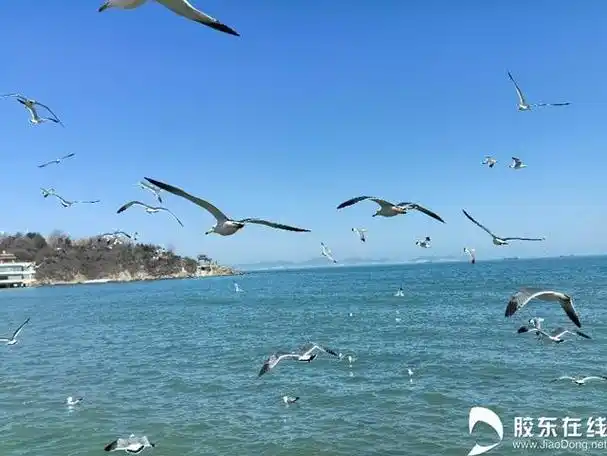 人影渡傍鸥不惊,海鸥飞处寻仙境|大海|晨曦|波涛汹涌_网易订阅