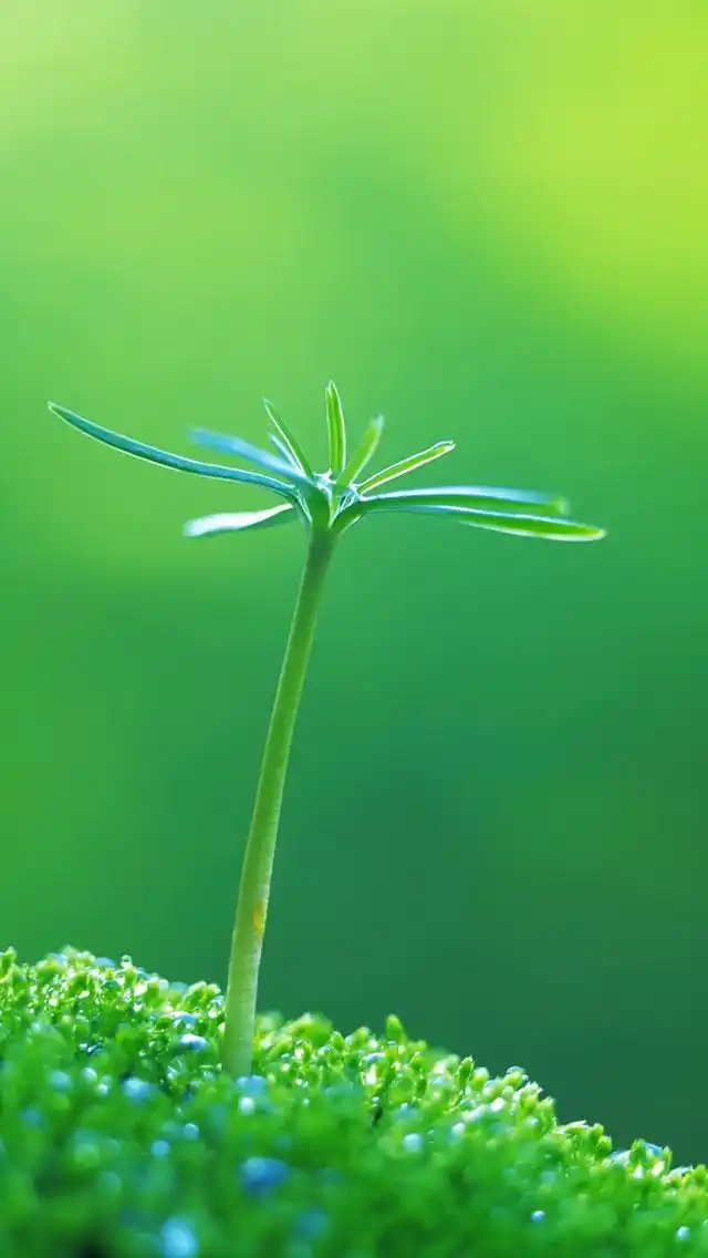 绿色植物护眼自然清新 简介 这些是绿色养眼