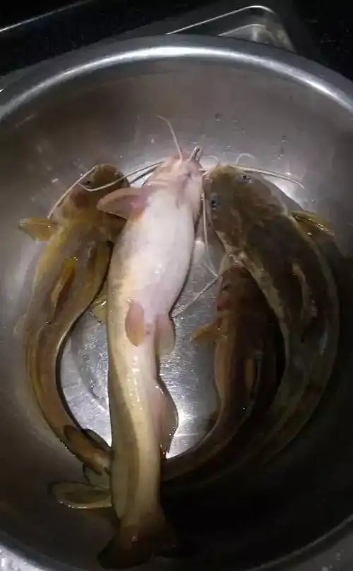 二胡子鱼长相猥琐却味极鲜极美曾有人钓起5斤大的