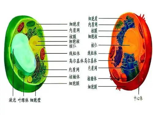 生物学①必修3.2《细胞器——系统内的分工合作》ppt课件_word文档在