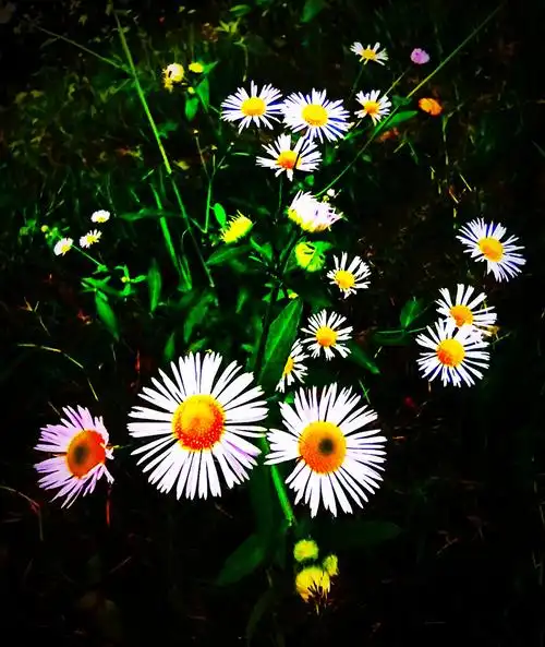 大花飞蓬拍摄于长沙宁乡爱琴湾